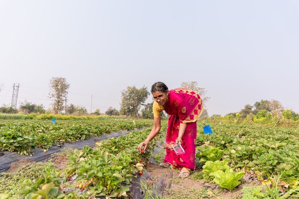 How do you choose the best drought-resistant plants for a UK xeriscape garden?